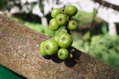 Close-up of fruits growing on tree