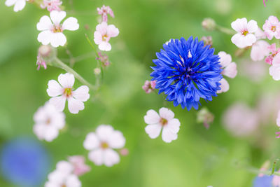 Close-up of purple flowering plants