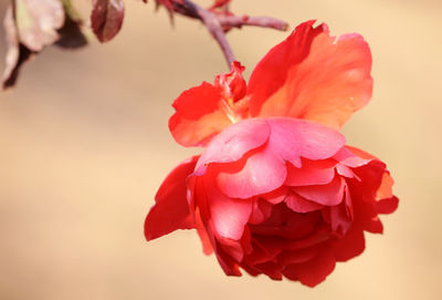 Close-up of pink rose flower