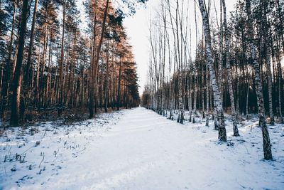 Snow covered footpath amidst trees