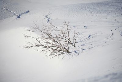 Bare tree on snow covered landscape