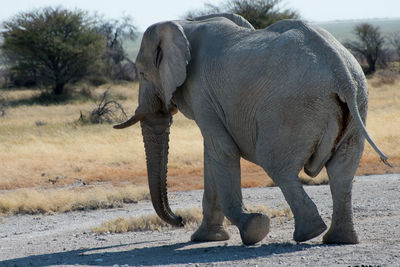 Big african elephant crossing a road. etosha national park, namibia, africa