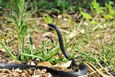 Close-up of snake on field