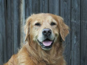 Close-up portrait of dog