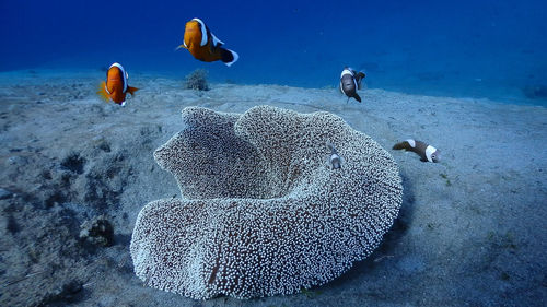 Saddleback clownfish family at pagkilatan