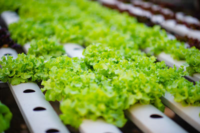 High angle view of chopped vegetables