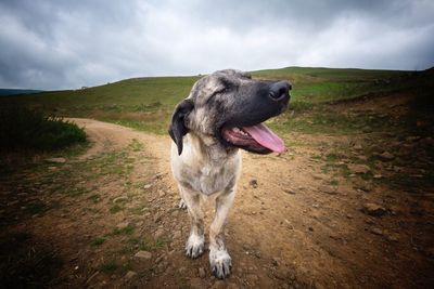 Dog on field against sky