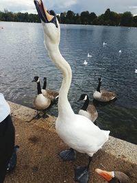 Swans at lakeshore