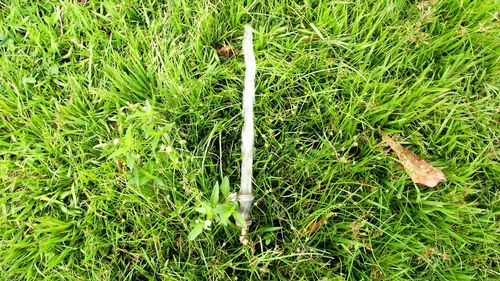 Plants growing on grassy field