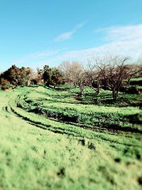 Scenic view of landscape against clear sky