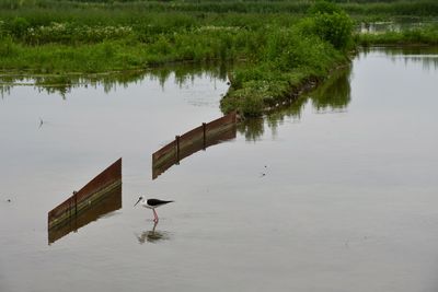 Two birds in lake