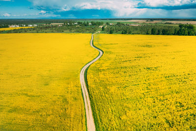 Yellow flowers on field against sky