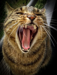 Close-up of cat yawning