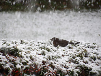 View of an animal on snow covered land