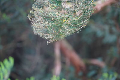 Close-up of leaves on tree