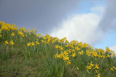 Low angle view of yellow daffodils on field against sky