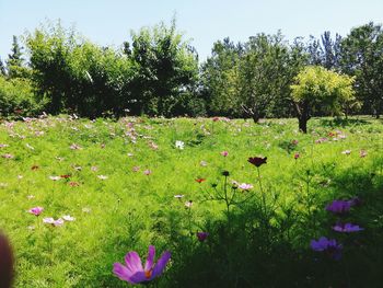 View of flowers growing in park