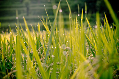 Close-up of grass growing in field