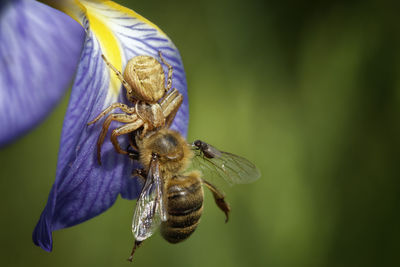 Close-up of bee on purple flower