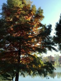 Low angle view of trees