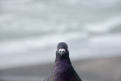 Close-up of a bird looking away