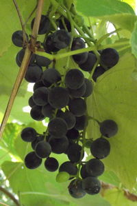 Close-up of grapes growing on tree