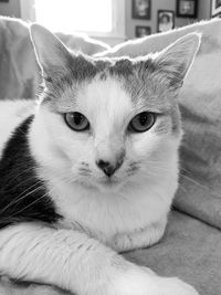 Close-up portrait of a cat