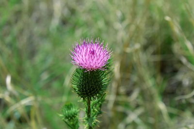 Close-up of thistle flower