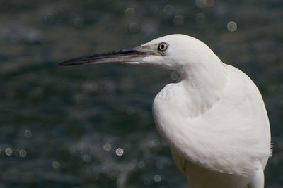 Close-up of white bird