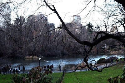 Bare trees on lakeshore