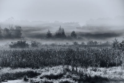 Trees on field against sky during foggy weather