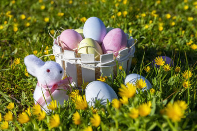 Close-up of multi colored flowers on grass