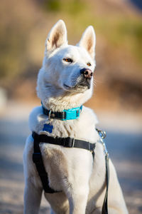 Dog looking away