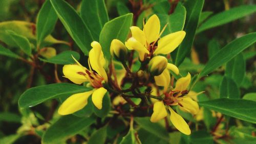 Close-up of yellow flowers