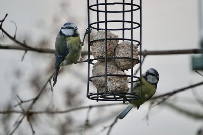 Close-up of bird perching on branch