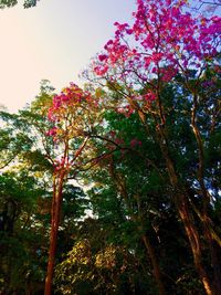 Low angle view of pink flowers
