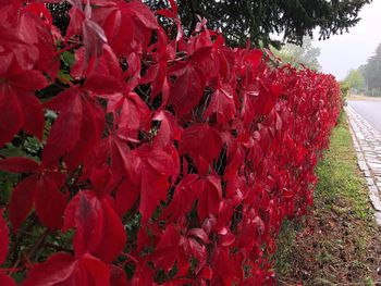 Close-up of red flowers on tree