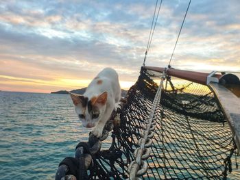 Sailor cat balancing on the sprit chain