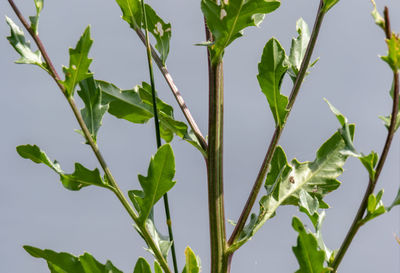 Close-up of plant against clear sky