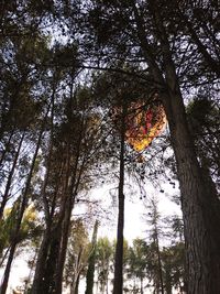 Low angle view of trees in forest against sky