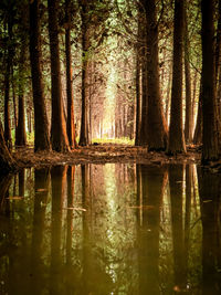 Scenic view of lake in forest