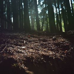 Trees in forest