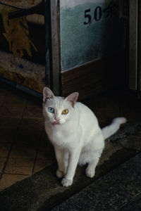 Portrait of cat