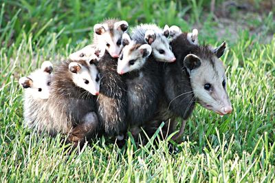 Cute possum family