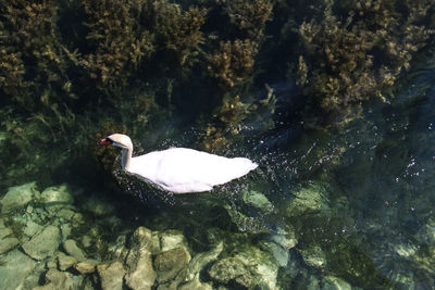 High angle view of bird swimming in lake