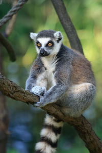 Portrait of monkey sitting on branch