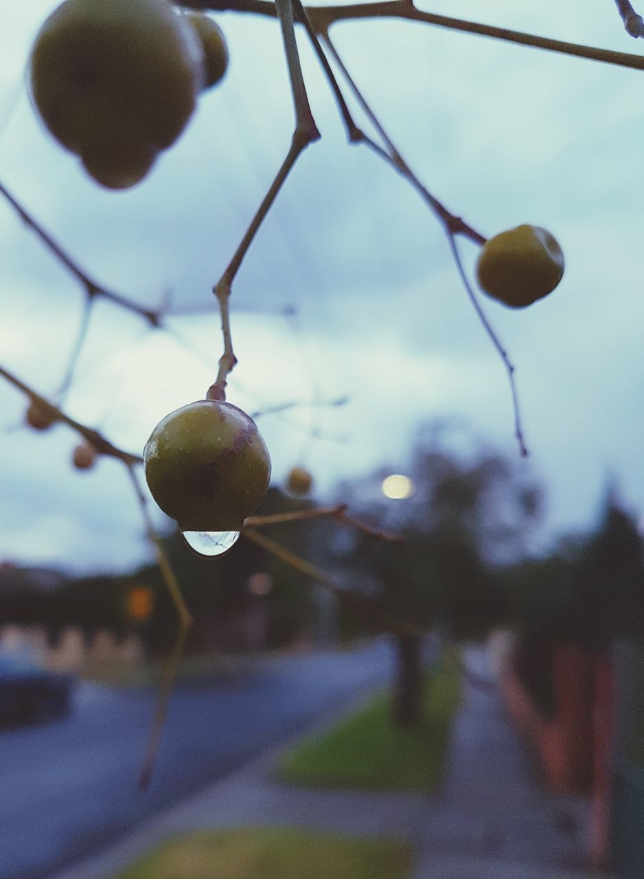 CLOSE-UP OF FRUITS HANGING ON TREE