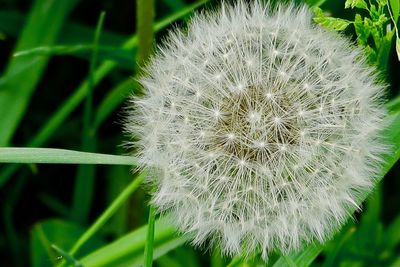 Close-up of dandelion on plant