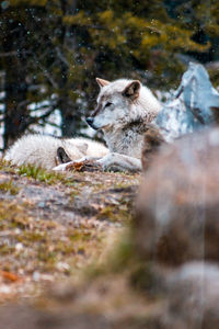 Wolves standing alert