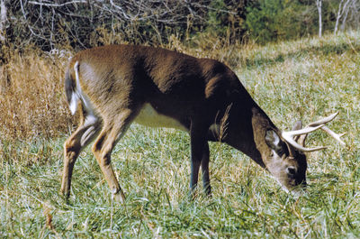 Side view of a horse on field